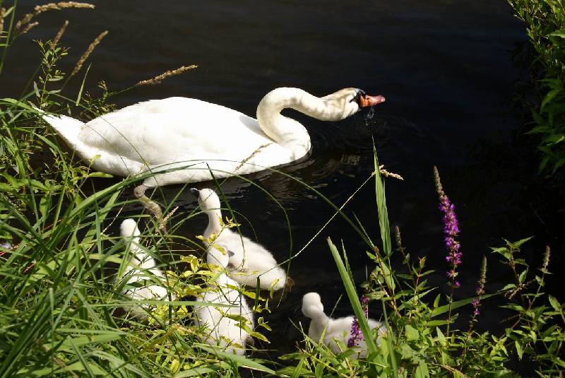 Schwaene auf der Sauer Bild Nr.025